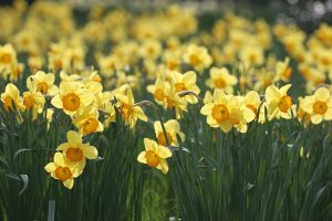 the daffodil story